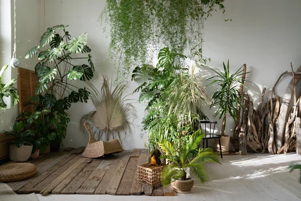 Nappali vagy beltéri kert belső terei lakónövényekkel és régi dekoratív fából készült elemekkel — Stock Fotó