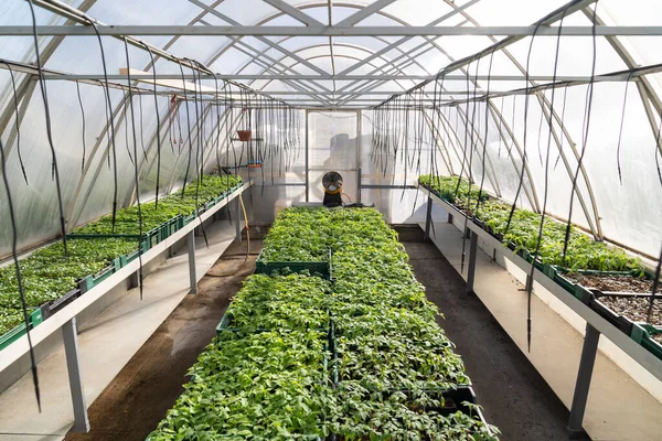 温室业务:植物苗圃中的蔬菜苗木.在温室里种植番茄供市场食用 — 图库照片