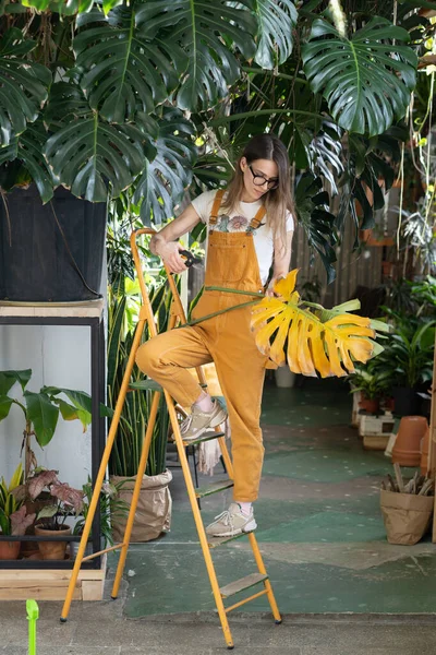 Kadın çiçekçi ev bahçesinde çalışıyor. Genç girişimci, sera ya da ev bitkisi sahibi bahçıvanlığı — Stok fotoğraf