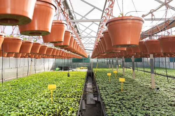 Skleníkový a zemědělský obchod. Uvnitř velkého skleníku s řadami čerstvých rostlin a květináčů — Stock fotografie