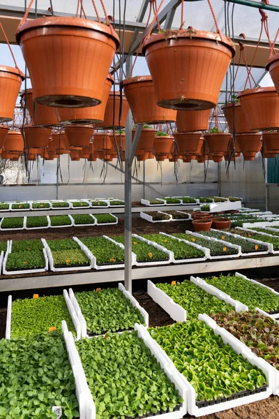 Zeleninové sazenice rostoucí ve skleníku. Průmyslový skleníkový interiér s čerstvými rostlinami v krabicích — Stock fotografie