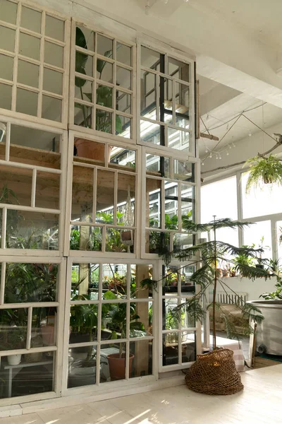 Domácí zahrada nebo skleníkový interiér s domem rostlina, starý dřevěný nábytek a okna v retro stylu — Stock fotografie