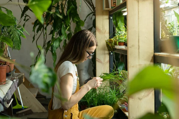 Női virágárus kertésznő dolgozik üvegházakban, virágüzletben, naranccsal a szobanövényekben. Növénytermesztés — Stock Fotó