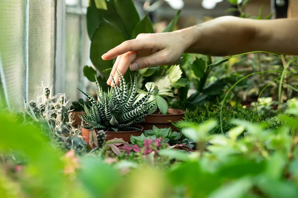 Cultivo de plantas de interior para la venta en floristería. Jardinero de floristería cuidado de plantas en vivero — Foto de Stock