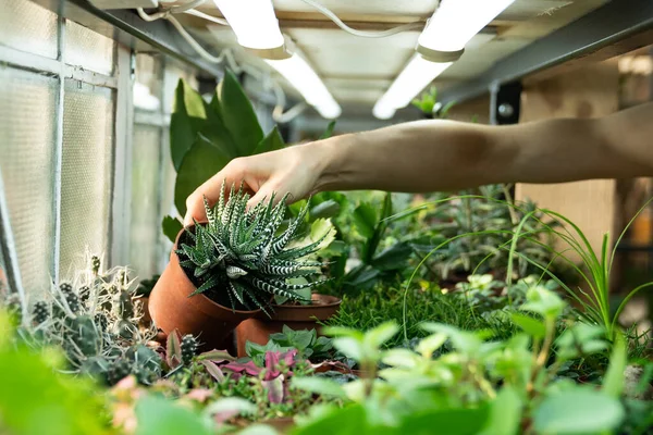 Piante da appartamento in crescita per la vendita in negozio di fiori. Giardiniere di fiorista che si prende cura di impianti in camera dei bambini — Foto Stock