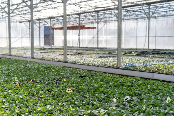 Skleníkový a zemědělský byznys: pěstujte rostliny v průmyslových školkách pro sazenice zeleniny — Stock fotografie