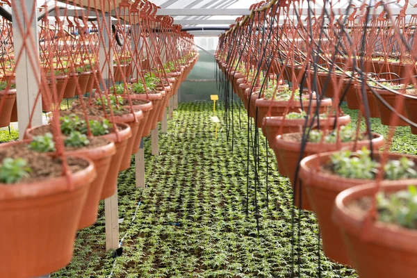 Serres et entreprises agricoles. À l'intérieur grande serre avec des rangées de plantes fraîches et pots de fleurs — Photo