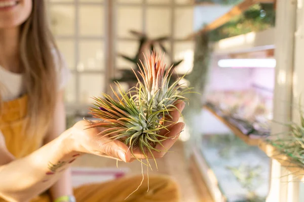 Happy female florist hold Tillandsia plant sitting in cozy room. Home gardening and houseplant hobby — Stock Photo, Image