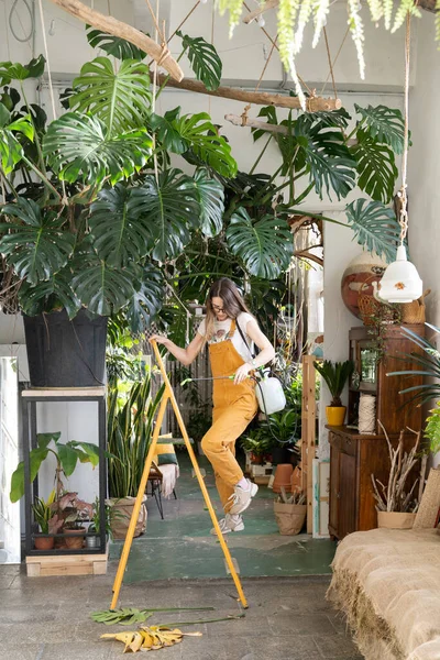 Bahçedeki kadın bahçıvan. Çiçekçi ev bitkileriyle serada çalışıyor. Ev bitkileri — Stok fotoğraf