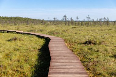 Ecological hiking trail in a national park through peat bog swamp, wooden path through protected environment. Wild place in Sestroretsk, St. Petersburg. clipart