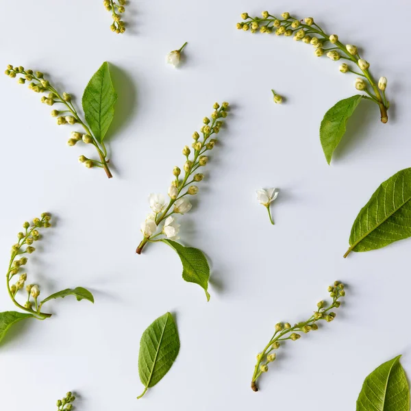 Flat Lay Bird Cherry Twigs Young Green Leaves Flowers Inflorescences — Stock Photo, Image