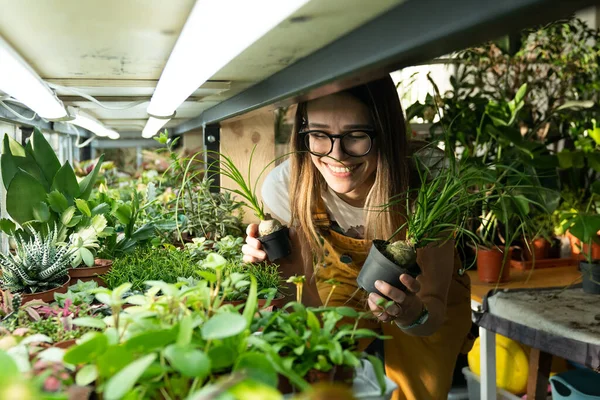 Attività di coltivazione di piante d'appartamento. giardiniere femminile, fiorista coltivare piante in casa serra per negozio di fiori — Foto Stock