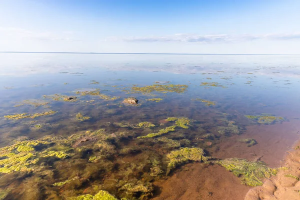 Dead Nature Concept Dirty Sewage Caused Rapid Growth Toxic Algae — Stock Photo, Image