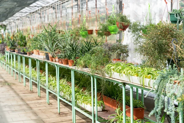 Negocio del mercado de plantas domésticas: vivero grande de invernadero con maceta de plantas de interior en maceta de plástico en bastidores —  Fotos de Stock