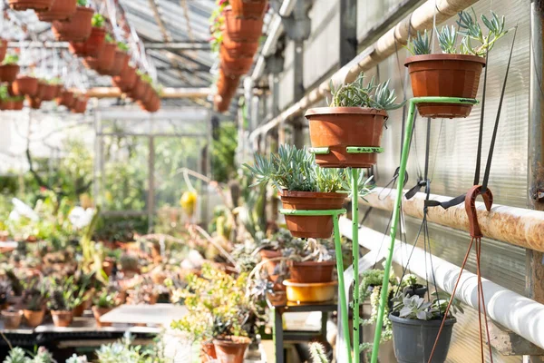 Diferentes suculentas crecen en invernaderos con plantas exóticas. Vivero de naranjas o cactus de invernadero — Foto de Stock