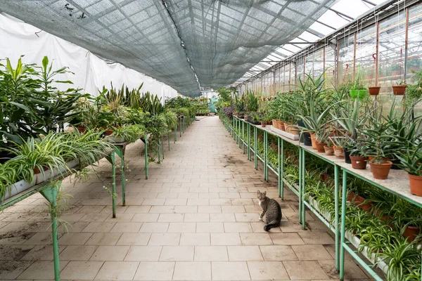 Interior de invernadero con filas de plantas de la casa crecen en macetas para la venta. Plantas de interior verdes en invernadero — Foto de Stock