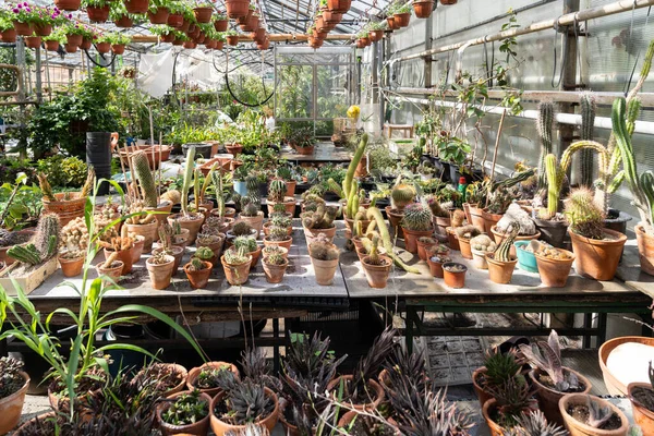 Cactus y suculentas en invernadero que crecen en macetas para vender a floristería. Acristalamiento botánico — Foto de Stock