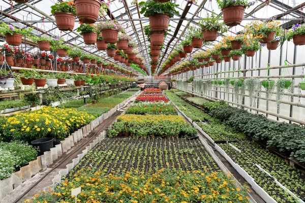 Flores dentro del invernadero jardín. Primavera en invernadero con hileras de plántulas de diferentes plantas florecen — Foto de Stock