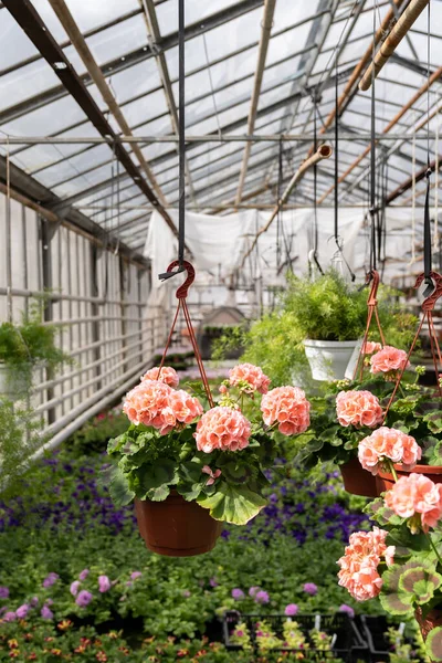 Crecimiento de geranio en invernadero moderno: hermosa flor rosa en maceta cuelga bajo el techo de invernadero — Foto de Stock