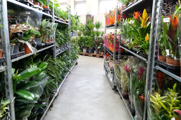 Interior de la casa o tienda de flores: hileras de plantas de la casa en macetas embaladas para el transporte y la venta — Foto de Stock