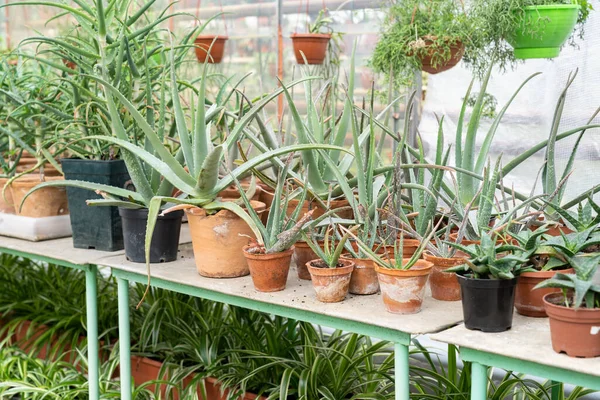 温室で成長しているアロエ。花屋や小売店での販売のためのガラス温室内のポットの植物 — ストック写真