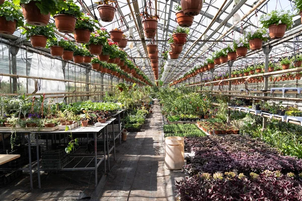 Varias plántulas crecen en invernadero. Vivero ecológico de plantas, flores y plantas de interior en invernadero —  Fotos de Stock