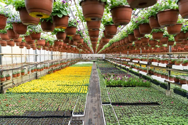 Plantación más brillante en invernadero orgánico. Plantas plántulas crecen en macetas para cultivo y replantación — Foto de Stock