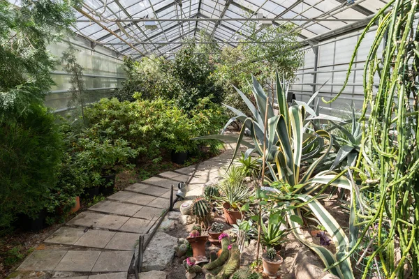 Evergreen plants and cactus in botanical garden orangery. Glasshouse with exotic desert plants grow — 스톡 사진