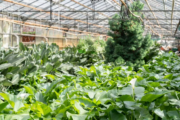 Glasshouse interior with green fresh plants for indoor garden growing. Greenhouse farming business — Stock fotografie