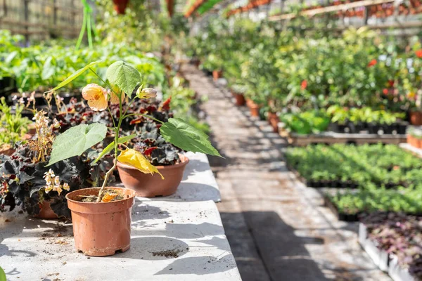 Blossoming flower in plastic flowerpot on working table of farmer in glasshouse. Glasshouse interior — стоковое фото