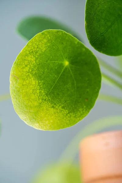 Close up of Pilea peperomioides with sunburn on leaves. — 스톡 사진