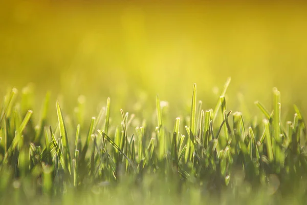 Primer Plano Césped Recién Cortado Césped Verde Campo Atardecer Enfoque — Foto de Stock