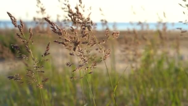 Strand droog gras, riet, stengels waait op de wind bij gouden zonsondergang licht wazig meer op de achtergrond — Stockvideo