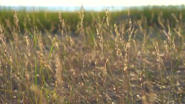 Strand droog gras, riet, stengels waait op de wind bij gouden zonsondergang licht wazig meer op de achtergrond — Stockvideo