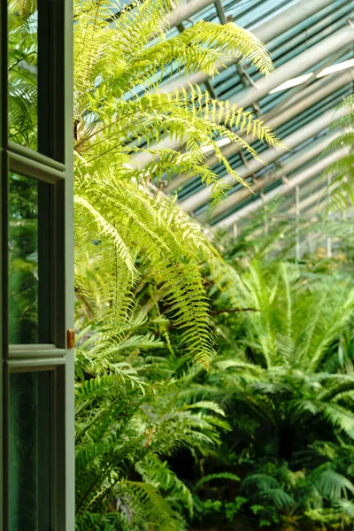 Uitzicht op de open deur en kas met diverse varens palmen en andere tropische planten in zonnige dag — Stockfoto