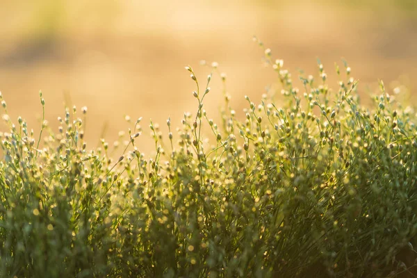 Piccoli fiori selvatici verdi o prato erboso sul tramonto ora d'oro o alba — Foto Stock