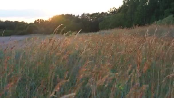 Strand droog gras, riet, stengels waait op de wind bij gouden zonsondergang licht. Zomer achtergrond. — Stockvideo