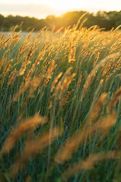 Playa hierba seca, cañas, tallos que soplan en el viento a la luz dorada del atardecer. Fondo de verano. — Foto de Stock