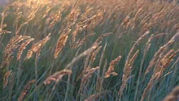 Strand droog gras, riet, stengels waait op de wind bij gouden zonsondergang licht. Zomer achtergrond. — Stockvideo