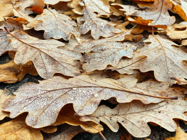 Hojas Roble Húmedo Tiradas Suelo Hojas Amarillas Caídas Cubiertas Rocío — Foto de Stock