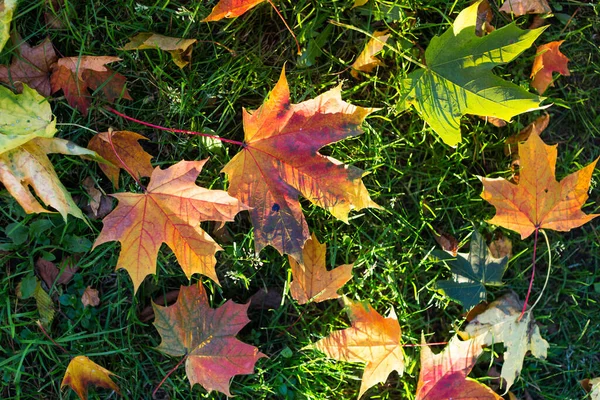 Nahaufnahme Von Abgefallenen Ahornblättern Auf Grünem Gras Draufsicht Sonnenlicht Herbstzeit — Stockfoto