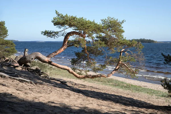 Beautiful Old Curved Pine Shore Lonely Pine Curved Barrel Ladoga — Zdjęcie stockowe