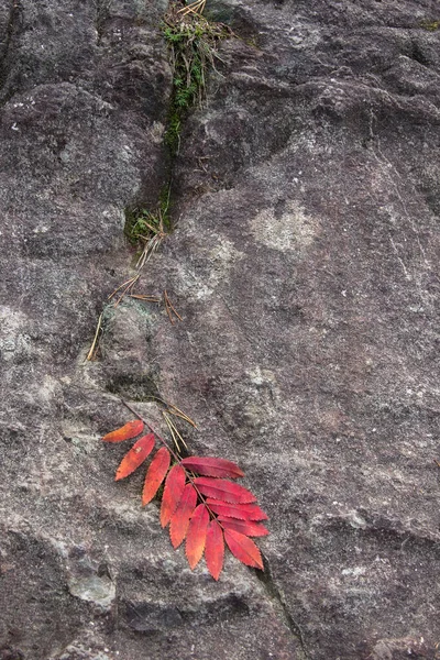 Jednoduché Vinné Červené Ashberry Rowan List Zdobí Kámen Podzim Listí — Stock fotografie