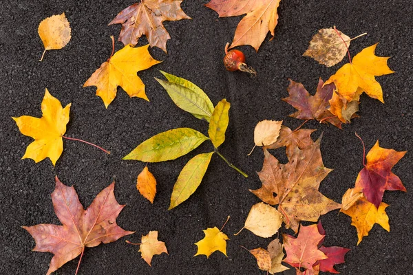 五颜六色 勃艮第 橙色和绿色 的秋叶落在柏油上 季节概念 — 图库照片