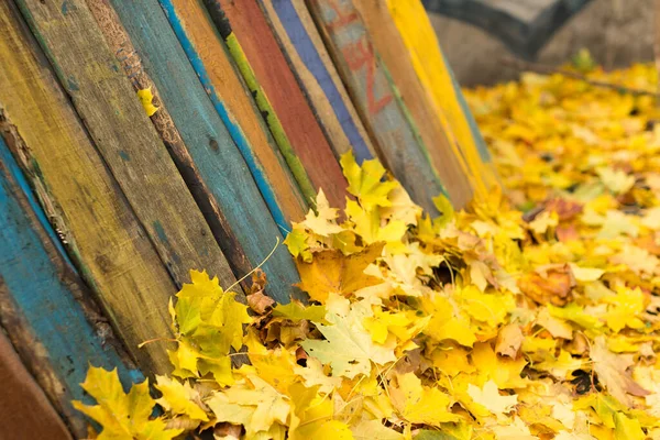 Bunte Herbst Ahornblätter Auf Alten Holzbrettern Gelbes Trockenes Laub Liegt — Stockfoto