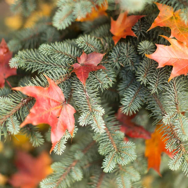 红枫树干叶子躺在云杉树枝上 剪裁图像 有选择的焦点 自然的 秋天的叶子 圣诞节的概念 — 图库照片