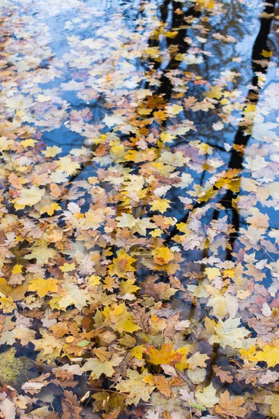 Vista Superior Las Hojas Otoño Que Fluyen Charco Con Reflejo — Foto de Stock