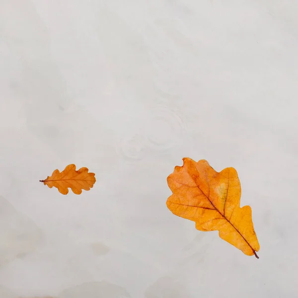 雨滴和秋天使橡木在清澈的水里漂浮在游泳池里 俯瞰着 正方形的庄稼 民间文学 简约主义概念 — 图库照片