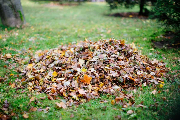 Dry Foliage Collected Heaps Cleaning Autumn Fallen Leaves Collected Pile — стоковое фото