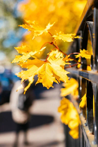 秋天黄黄的枫树在城街篱笆边 阳光明媚 聚精会神 背景朦胧 金色的秋天 秋天的概念 — 图库照片